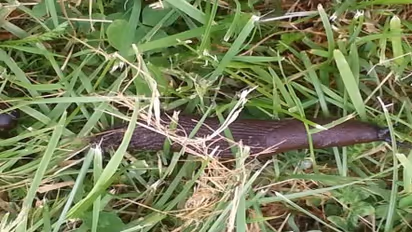 பயிர்களில் அதிக சேதத்தை விளைவிக்கும் நத்தையை கட்டுப்படுத்தும் பத்து வழிகள்…