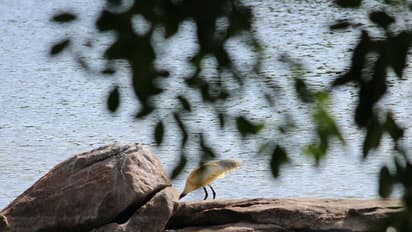 പക്ഷികള്ക്ക് ഒരിടം, കാഴ്ചക്കാര്ക്കും!