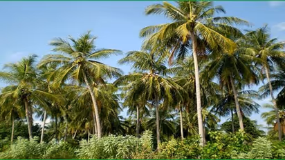 தென்னையில் குரும்பை உதிர்வதை தடுக்க்க இதையெல்லாம் பண்ணலாம்…