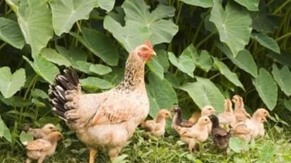 கோழிகளுக்கு கரையான் உணவுகளை கொடுத்து தீவனச் செலவை வெகுவாக குறைக்கலாம்...