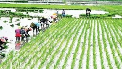 சம்பா சாகுபடியில் விதை நேர்த்தி செய்வது எப்படி?