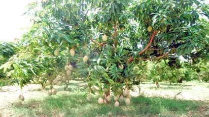 மாம்பழம் சாகுபடியில் கவாத்தின்போது முக்கியாமா இவற்றை கடைபிடிக்கனும்..