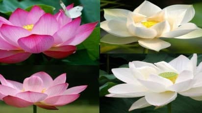 இந்த மலருக்கு இருதய நோயைக் குணப்படுத்தும் திறன் இருக்கிறது…