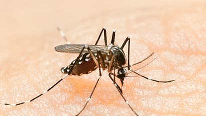 Three mandals in Krishna district in AP under Dengue watch