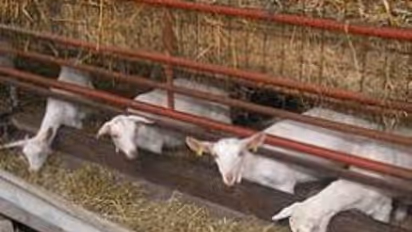 ஆடுகளுக்கான குளியல் தொட்டி மற்றும் தீவனத்தொட்டி அமைக்க இந்தமுறைதான் சிறந்தது…