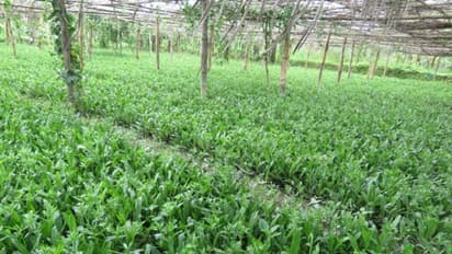 கொத்தமல்லி சாகுபடியை இயற்கை முறையில் செய்து கட்டு கட்டா லாபம் பெறுங்கள்…