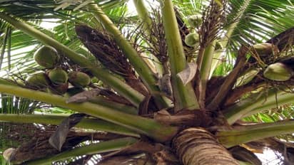 தென்னையில் போரான் சத்து பற்றாக்குறையால் ஏற்படும் விளைவுகள்…