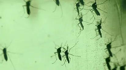 കെട്ടിക്കിടന്ന വെള്ളം മാറ്റിയില്ല, കൂത്താടി പെറ്റുപെരുകി, പുല്ലൂർ സ്വദേശിക്ക് പിഴയിട്ട് കോടതി