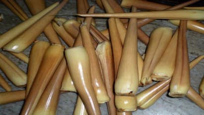 மனித குலத்திற்கு பயன் தரும் “பனை”…