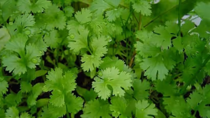 கொத்தமல்லியில் பொதிந்து கிடக்கும் அற்புத மருத்துவ நன்மைகள் இதோ...