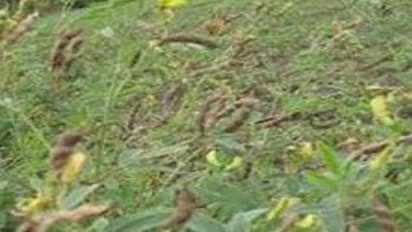 நாற்றங்கால் அமைத்து துவரையை நடவு செய்தால் லாபம் இரட்டிப்பாகும்…