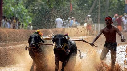 ಬೆಂಗಳೂರು, ಶಿವಮೊಗ್ಗದಲ್ಲಿ ಕಂಬಳ ನಡೆಸಲು ಚಿಂತನೆ: ಡಿಸಿಎಂ