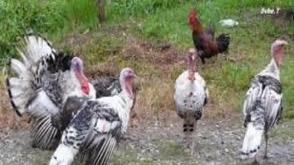 குஞ்சுப் பருவத்தில் வான்கோழிகளை எப்படியெல்லாம் கவனிக்கணும்?