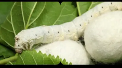 பட்டுப்புழு வளர்ப்பை பாதிக்கும் ஊசி ஈ தாக்குதலும் அதன் கட்டுப்படுத்தலும் இதோ…