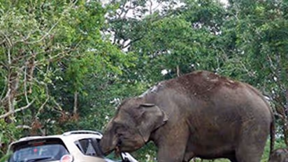 Bandipur, the place where selfies kill more than wild animals