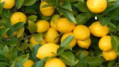 எலுமிச்சை பயிரைத் தாக்கும் நோய்களைக் கட்டுப்படுத்த இந்த வழிகளை அணுகலாம்…