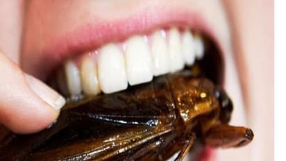 బొద్దింకలు తినేయచ్చు..!