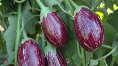 கத்திரியை தாக்கும் வாடல் நோயை கட்டுப்படுத்துவது எப்படி? இங்கே காணலாம்...