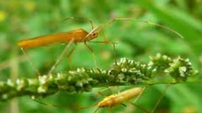 நெற்பயிரைத் தாக்கும் இலைக்கீற்று நோயை எப்படி கட்டுப்படுத்துவது?