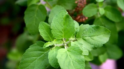 tulsi or basil leaves