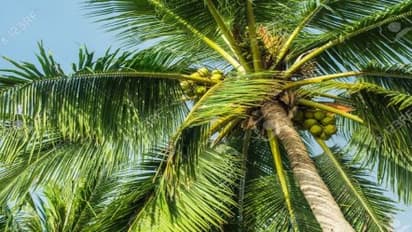 தென்னை குரும்பை உதிர்தலுக்கான காரணங்கள் மற்றும் தடுக்கும் வழிகள்…