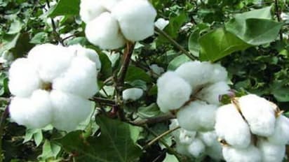 பருத்தி சாகுபடியில் மேற்கொள்ள வேண்டிய உர மேலாண்மை முறைகள்...