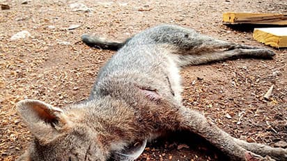 Irate Army officer in Dehradun beats stray dogs to death, activists seek action