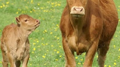 అమ్మ ప్రేమ అంటే అదే (వీడియో)