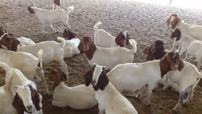 ஆடுகளின் வயதுக்கு ஏற்றவாறு மேற்கொள்ள வேண்டிய சிறந்த பராமரிப்பு முறைகள் இதோ....