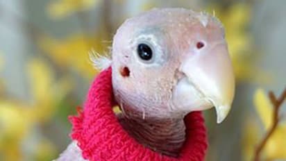 തൂവലുകളില്ലാത്ത ഈ ലവ്‌ബേര്‍ഡ്   ഇപ്പോള്‍ സോഷ്യല്‍ മീഡിയാ താരം