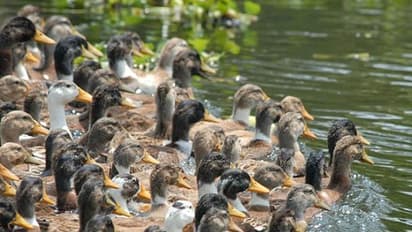 ಕೊರೋನಾ ಶಾಕ್ ಬೆನ್ನಲ್ಲೇ ಇದೀಗ ಫ್ರಾನ್ಸ್‌ನಲ್ಲಿ ಹರಡುತ್ತಿದೆ ಬಾತುಕೋಳಿ ಜ್ವರ!