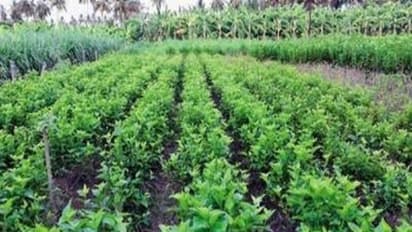 மல்பெரி செடியில் வேகமான வளர்ச்சி காண இந்தமுறைப்படி சாகுபடி செய்யுங்கள்…