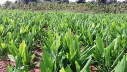 அதிக மகசூல் பெற சூடோமோனஸை எப்படி பயன்படுத்தனும்? தெரிஞ்சுக்குங்க…