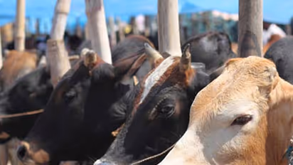 കന്നുകാലി കശാപ്പ് നിരോധന നിയമം; കർണാടകത്തിൽ ആദ്യ അറസ്റ്റ് രേഖപ്പെടുത്തി