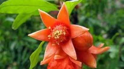 நரம்புத் தளர்ச்சி நீங்க மாதுளம்பூ உதவும். எப்படி?