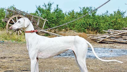 ಮೋದಿ ಭದ್ರತಾ ಪಡೆಗೆ ಮುಧೋಳ ನಾಯಿಗಳು: ಕರ್ನಾಟಕಕ್ಕೆ ಕೀರ್ತಿ