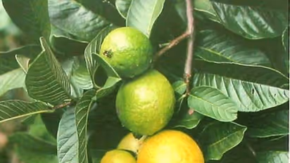 உங்களுக்குத் தெரியுமா? விரைவில் உடல் எடை குறைக்க கொய்யா இலை உதவும்...