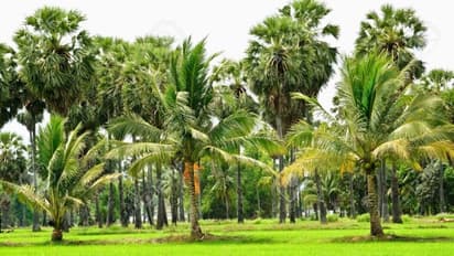 தென்னையைத் தாக்கும் காண்டமிருக வண்டைக் கட்டுப்படுத்துவது எப்படி?