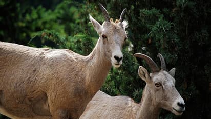 செம்மறி ஆட்டு இனங்கள் - பயன்பாடு முதல் நன்மைகள் வரை ஒரு அலசல்..
