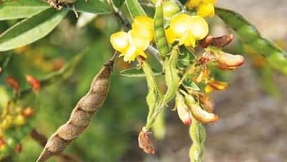 துவரை விதைகளில் விதை தேர்வும், விதை நேர்த்தியும் எப்படி பண்ணலாம்? ஒரு அலசல்…