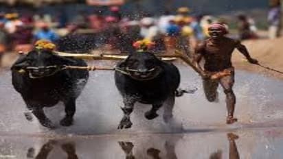 கர்நாடக மக்களுக்கு வழிகாட்டிய தமிழர்கள்... ஜல்லிக்கட்டு வெற்றியைத் தொடர்ந்து எருமை பந்தயத்துக்கு போராட்டம்