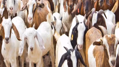 Eid al-Adah 2023: 2 goats with unique 'Allah' birthmarks up for sale in Lucknow; price will STUN you