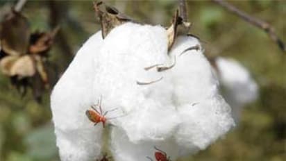 பருத்தி பயிர்களை தாக்கும் பூச்சிகளை அழிக்க இதோ பாதுகாப்பு நடவடிக்கைகள்...