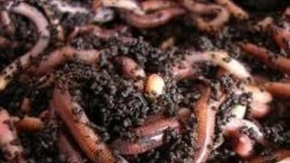 மண்புழு உர தொழில்நுட்பம் மற்றும் தேர்ந்தெடுக்க வேண்டிய மண்புழுவின் குணாதிசயங்கள் இதோ...