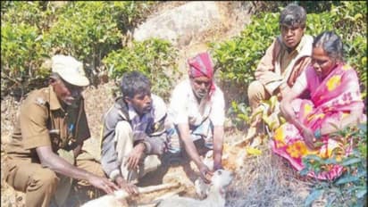 போன மாசம் 10 ஆடுகள்; இந்த மாசம் 10 ஆடுகள் - வேட்டைக் கணக்கை சரியாக தொடரும் சிறுத்தைப் புலி...