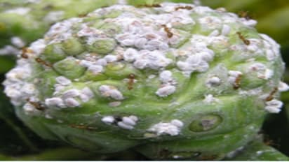 மாவுப்பூச்சிகளை கட்டுப்படுத்த மூன்று வகைகள் இருக்கு. நீங்கள் எதைப் பயன்படுத்தப் போறீங்க..