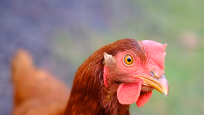 Pakistani teenager arrested for raping hen