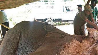 ಮಂಚನಬೆಲೆಯ ಆನೆ ಸಿದ್ಧ ಇನ್ನಿಲ್ಲ