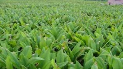 குழித்தட்டில் முறையில் நீங்களே நாற்று தயாரித்து வயலில் நடலாம்…