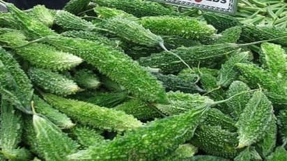 பந்தலில் பெரிய பாகற்காயை விளைவித்தால் நீங்களும் பெரிய ஆளுதான்….